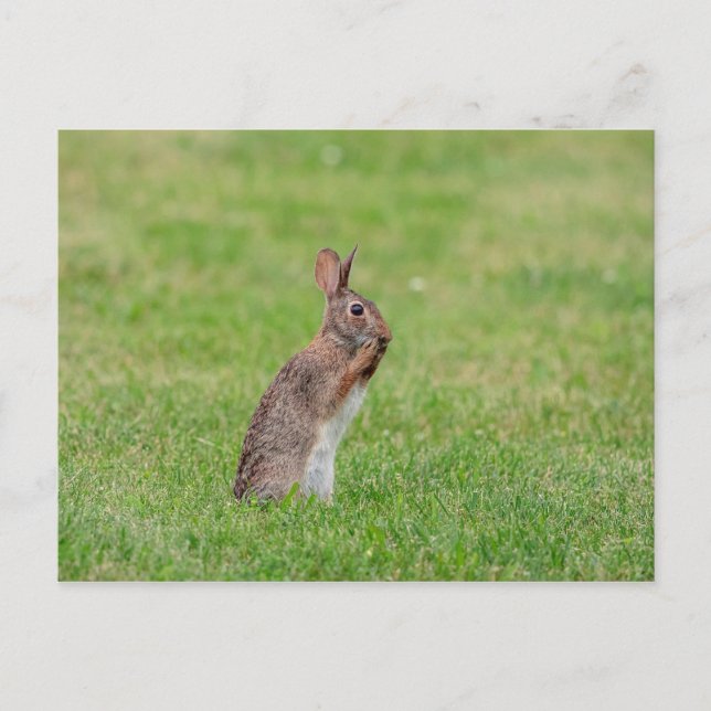 Rabbit standing in the grass and looking shy postcard (Front)