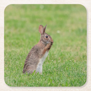 Rabbit standing in the grass and looking shy square paper coaster
