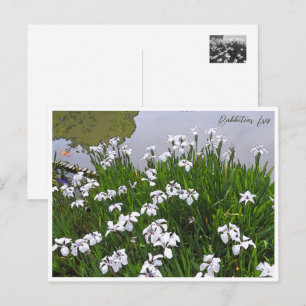 Rabbitear Iris Postcard