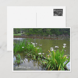 Rabbitear Iris Postcard