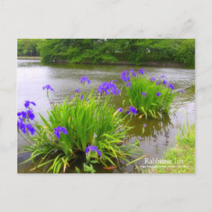 Rabbitear Iris:Postcard Postcard