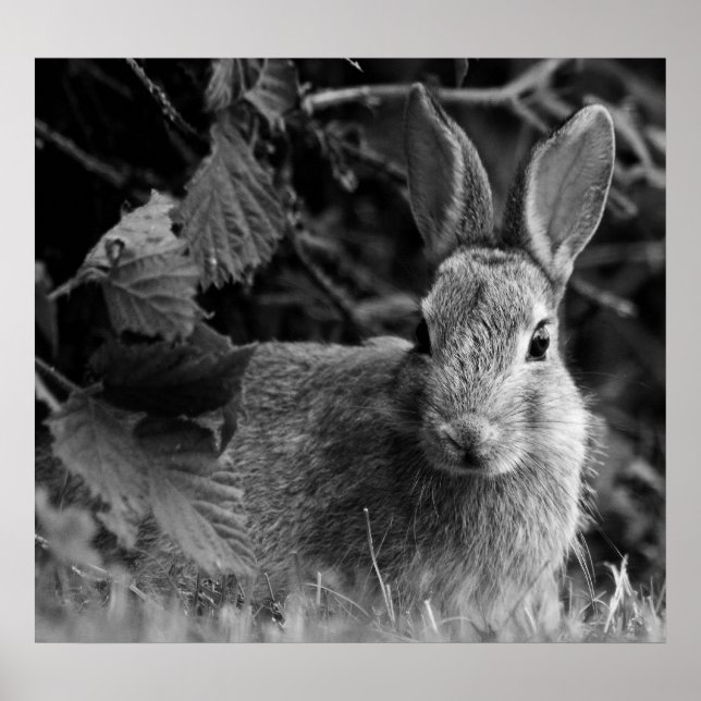 RabbitMono Poster (Front)