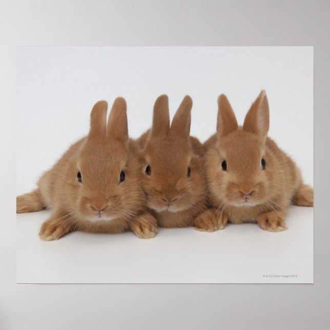 Rabbits.Netherland Dwarfs. Poster (Front)