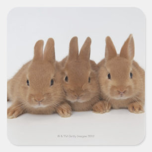 Rabbits.Netherland Dwarfs. Square Sticker