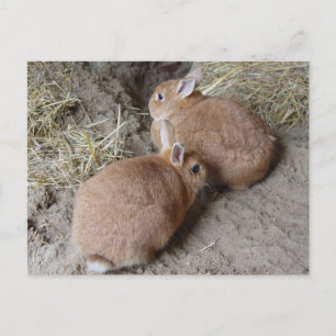 Rabbits Postcard