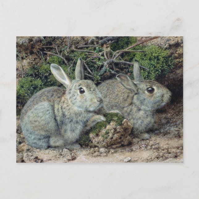 Rabbits Postcard (Front)