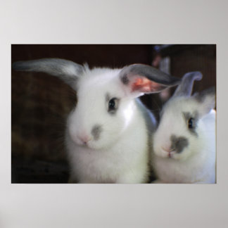 Rabbits Poster