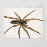 Rabid Wolf Spider Postcard.