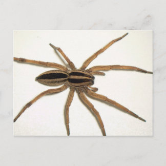 Rabid Wolf Spider Postcard. Postcard