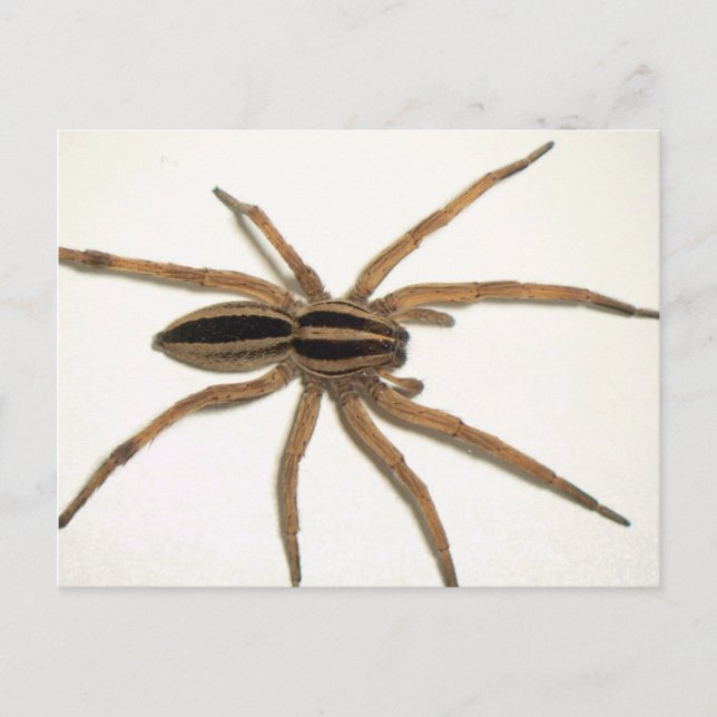 Rabid Wolf Spider Postcard. Postcard (Front)