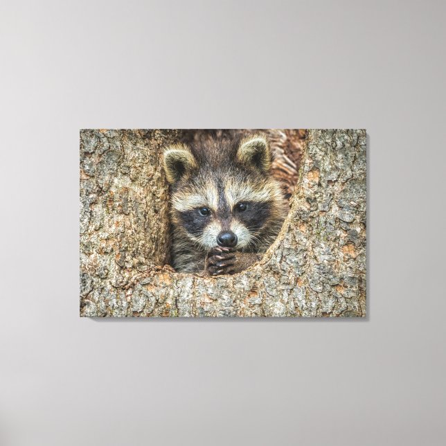 Raccon Nestled Inside a Tree Hollow Canvas Print (Front)