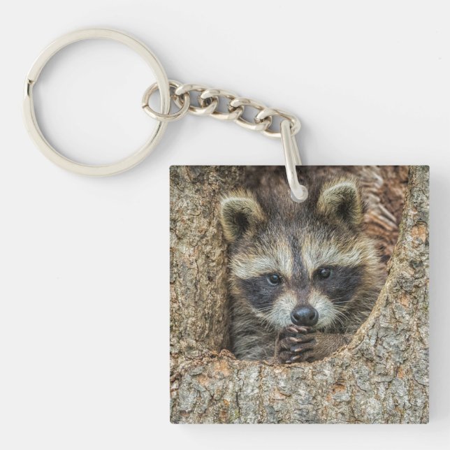 Raccon Nestled Inside a Tree Hollow Key Ring (Front)
