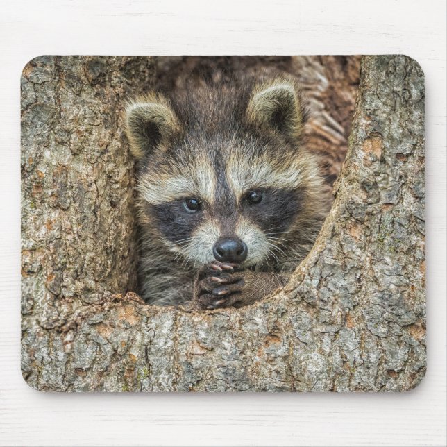 Raccon Nestled Inside a Tree Hollow Mouse Pad (Front)