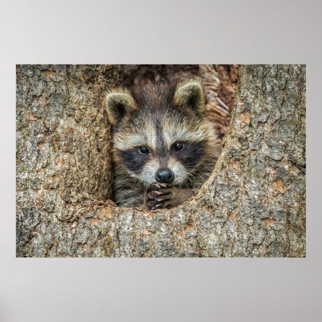 Raccon Nestled Inside a Tree Hollow Poster (Front)