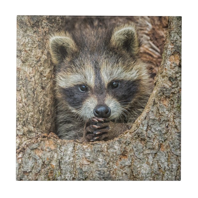 Raccon Nestled Inside a Tree Hollow Tile (Front)
