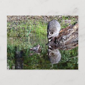 Raccon Reflection Postcard