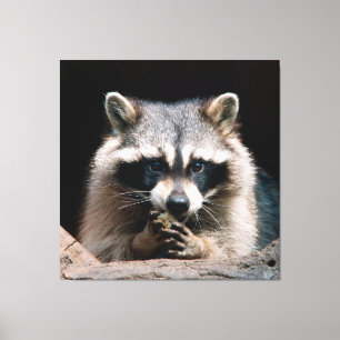 Raccoon 004 canvas print