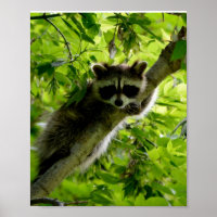 Raccoon in Green Tree Cute gray masked raccoon