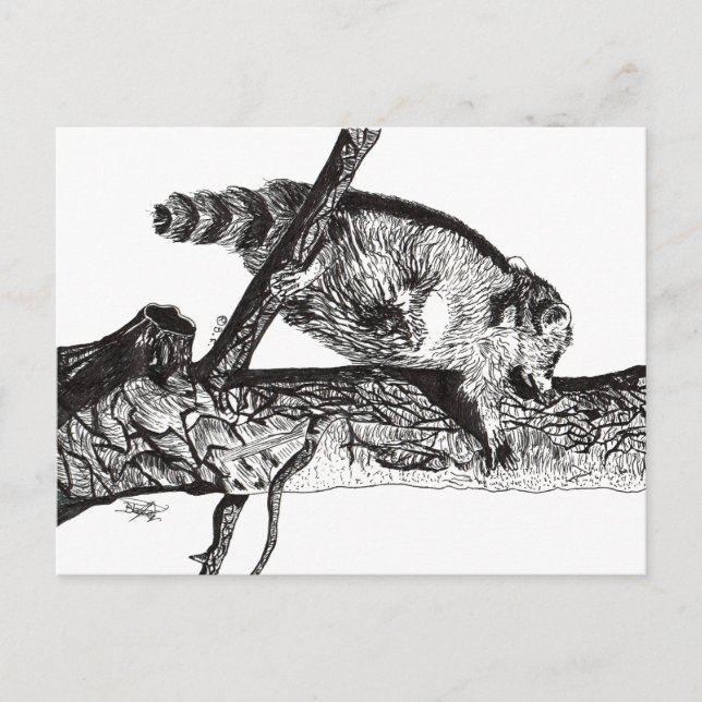 RACCOON POSTCARD (Front)