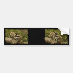 Raccoons Bumper Sticker