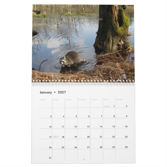 Raccoons Calendar (Jan 2027)