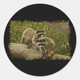 Raccoons Classic Round Sticker