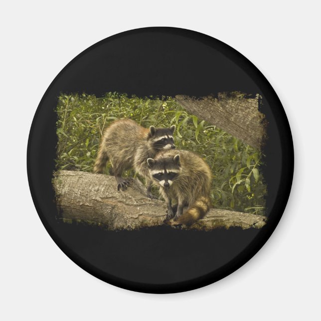 Raccoons Magnet (Front)