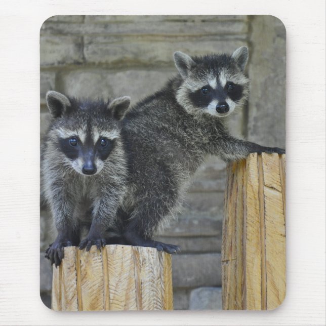 Raccoons - Mousepad - #1032 (Front)