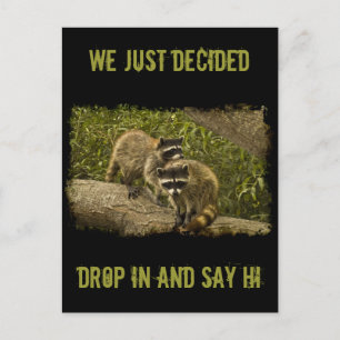 Raccoons Postcard