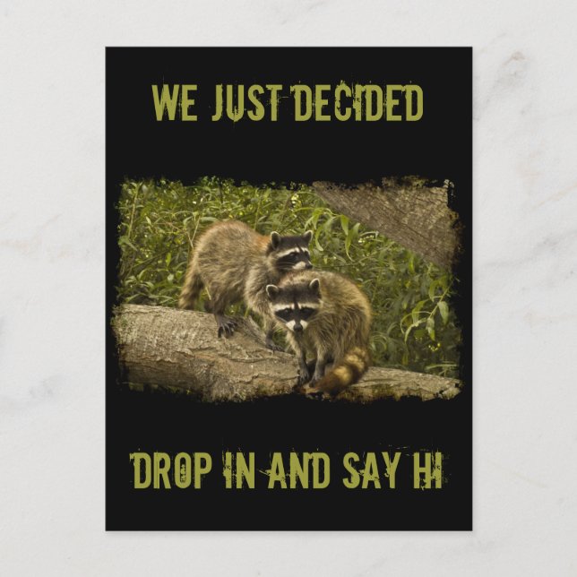 Raccoons Postcard (Front)