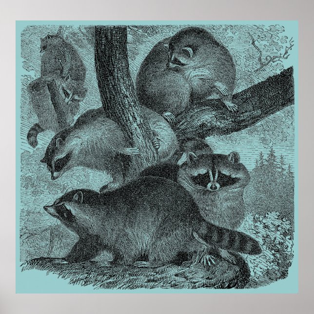 Raccoons Poster (Front)
