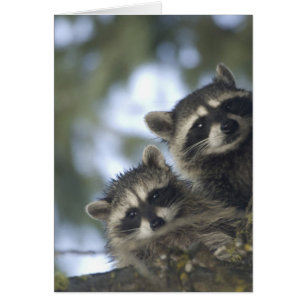Raccoons Procyon Lotor) of Fish Lake, Central
