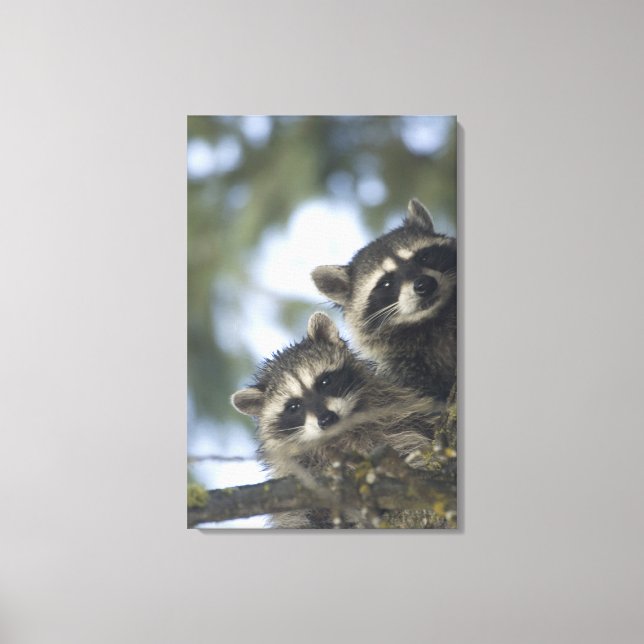Raccoons Procyon Lotor) of Fish Lake, Central Canvas Print (Front)