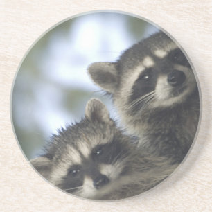 Raccoons Procyon Lotor) of Fish Lake, Central Coaster