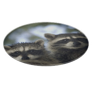 Raccoons Procyon Lotor) of Fish Lake, Central Cutting Board