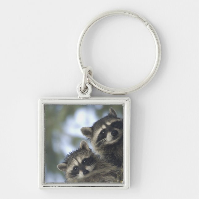 Raccoons Procyon Lotor) of Fish Lake, Central Key Ring (Front)