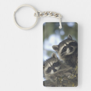 Raccoons Procyon Lotor) of Fish Lake, Central Key Ring