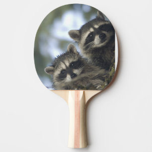 Raccoons Procyon Lotor) of Fish Lake, Central Ping Pong Paddle