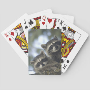 Raccoons Procyon Lotor) of Fish Lake, Central Playing Cards