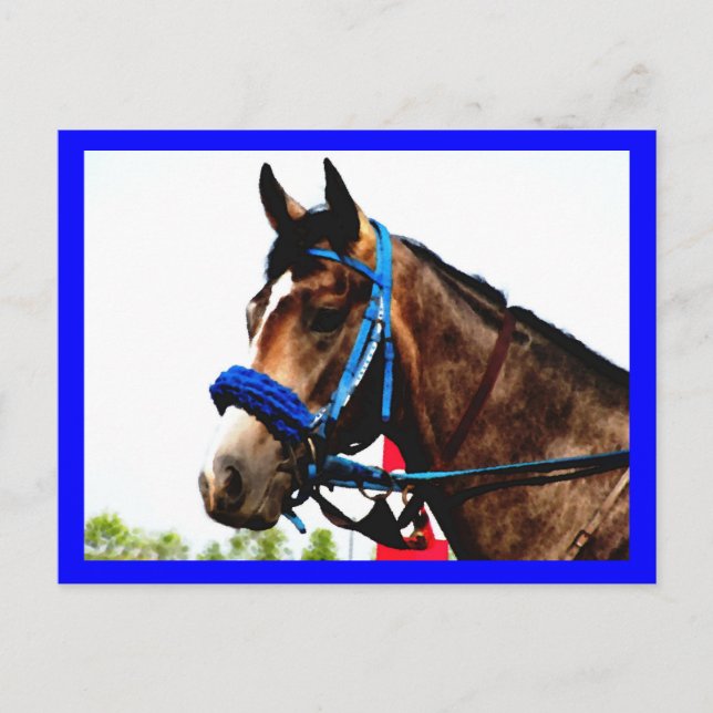 Race horse post card (Front)