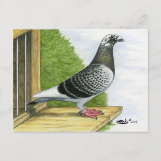 Racing Homer On the Landing Board Postcard