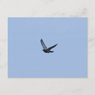 Racing Pigeon Coming Home Postcard