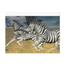 Racing Stripes - Zebra Postcard