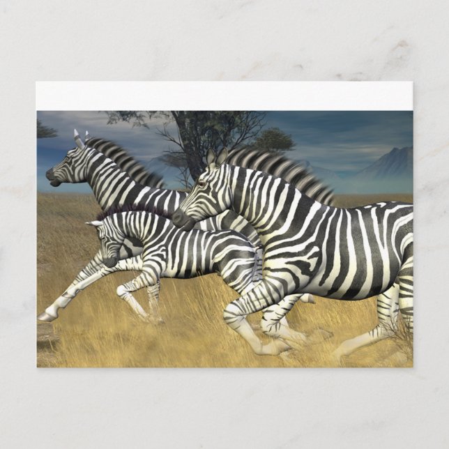 Racing Stripes - Zebra Postcard (Front)
