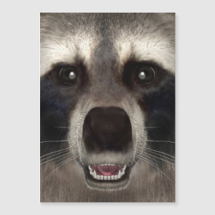 Racoon
