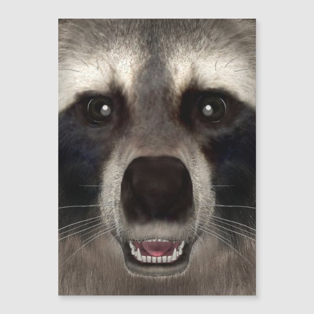 Racoon (Front)