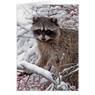 Racoon