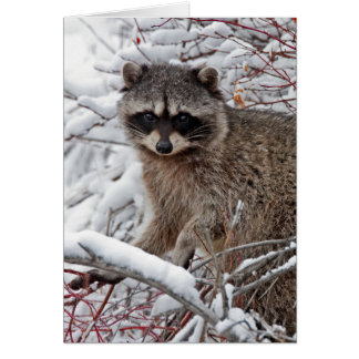Racoon