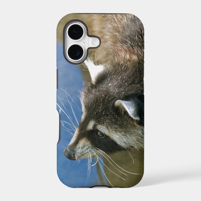 Racoon (Back)