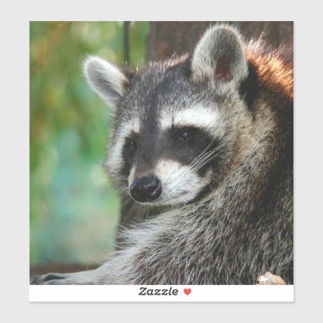 Racoon 001 (Sheet)